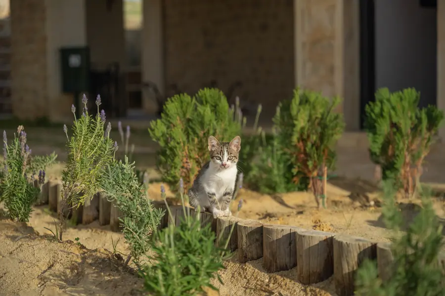 Résidence_dartistes_landscape_crédit_Med_Azzabi_28