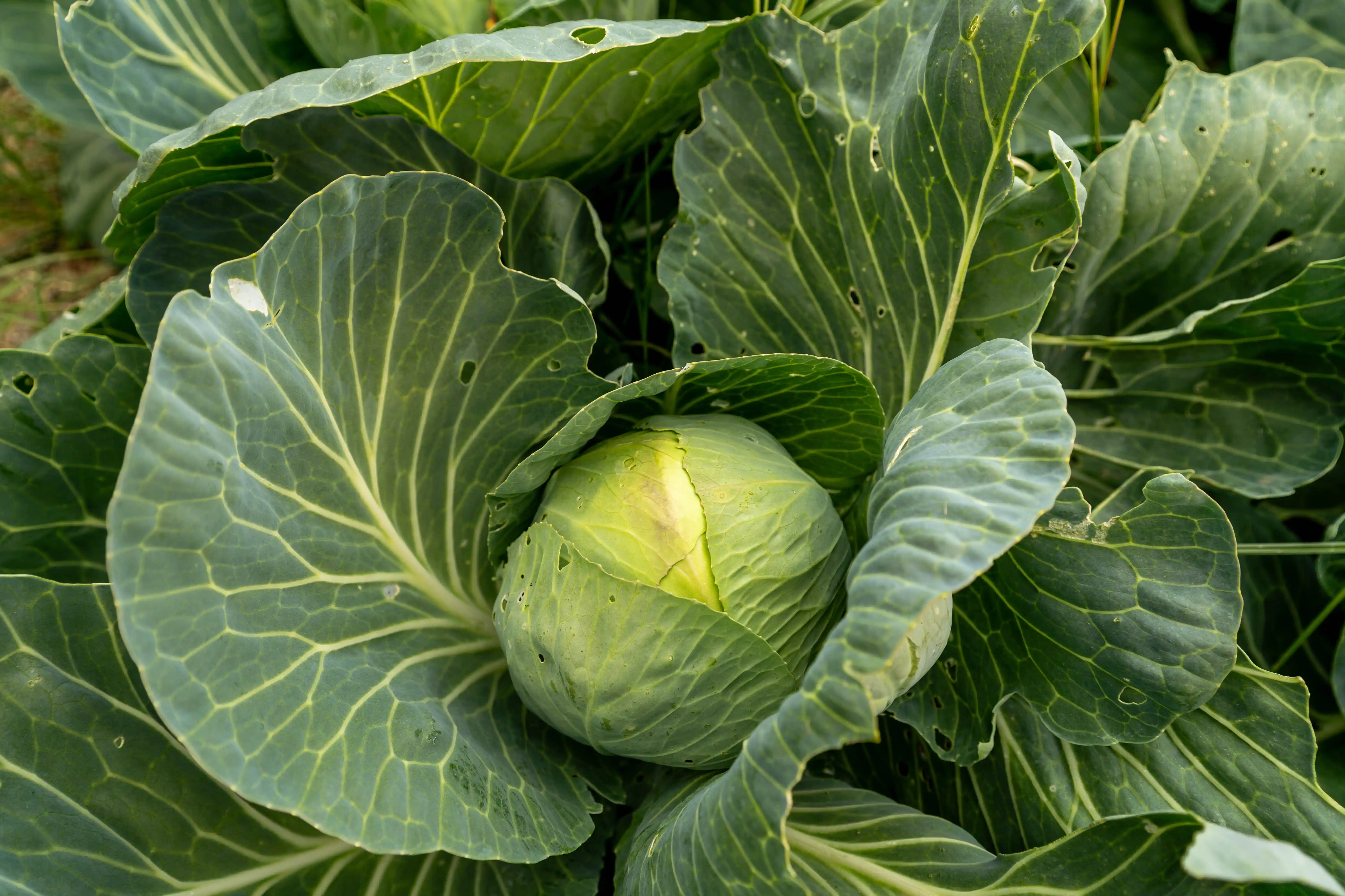 Voyage culinaire de la ferme à la table